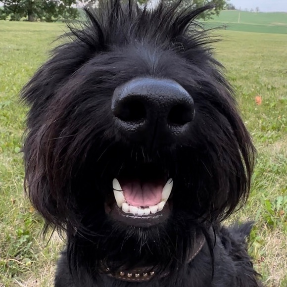 Puppies and pony not for sale - Picture 2 of 3